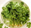 Fresh Coriander Leaves